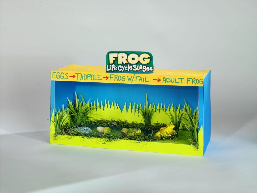 Frog Life Cycle Diorama - FloraCraft